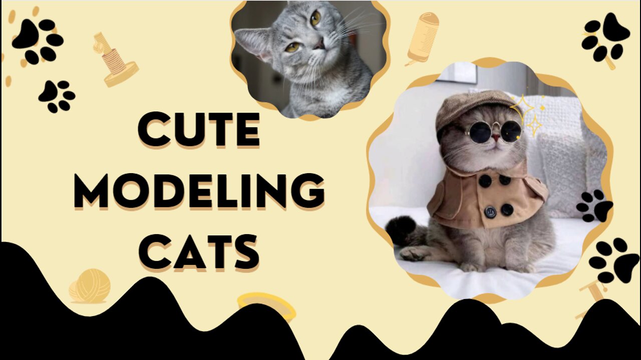Look at those cute modeling cats : stylish cats reaction for a satisfying video