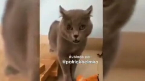 TENTE NÃO RIR - DUBLAGENS DE ANIMAIS ENGRAÇADOS