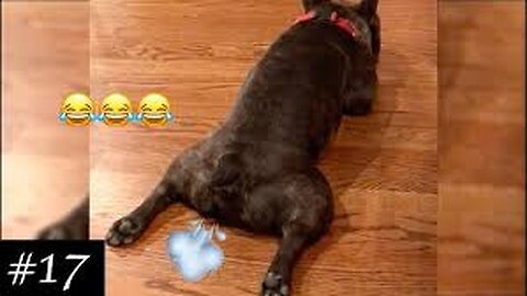 Oh shit 😱 the dog done this....!