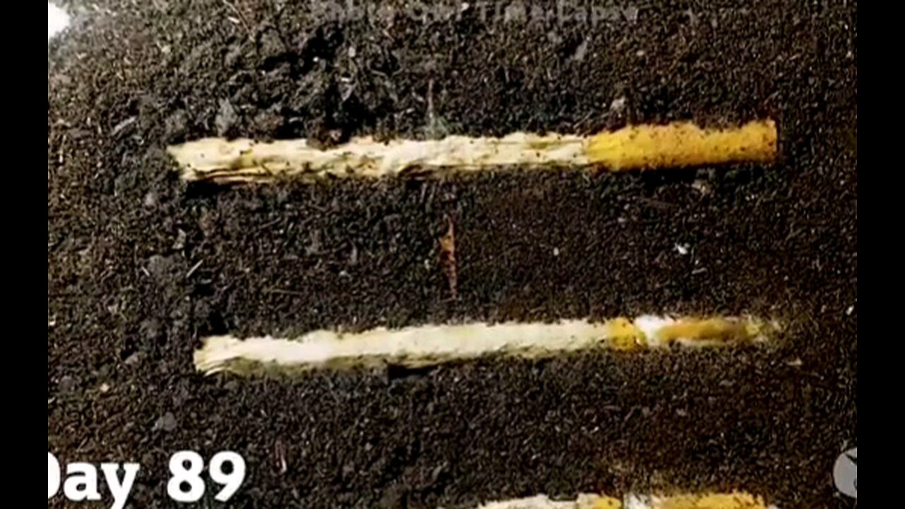 Time Lapse Of Cigarettes Buried In Soil For 1 Year.