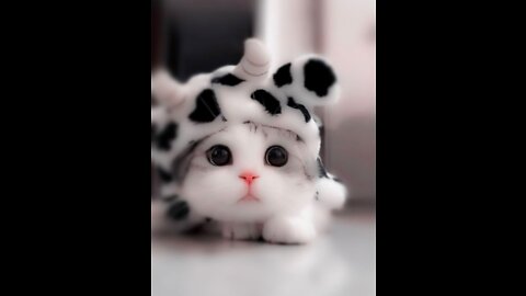 Funny animal video