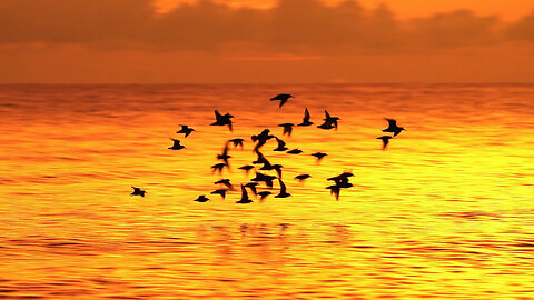 Shorebirds at Twilight
