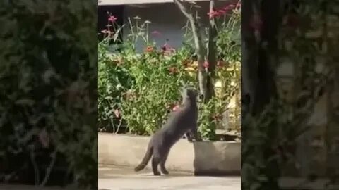 Funniest Pets - Funniest Animals - CAT- 'Got You!'😂 😃