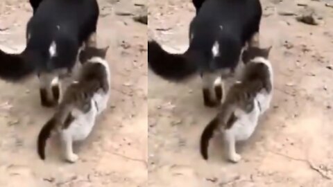 A real friendship between a Cat and Dog