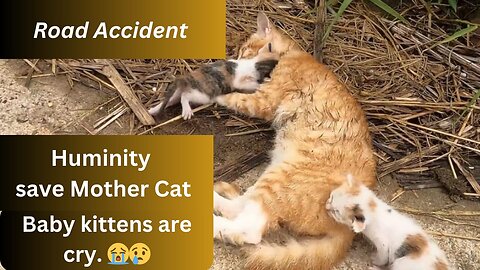 The Mother cat Had Road Accident baby kitten are cry.