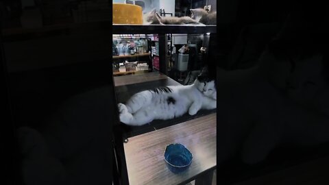 貓：這個姿勢比較好睡👍＃Shorts#cat