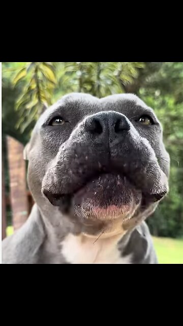 Paws and Cream: A Dog's First Ice Cream Adventure