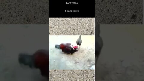 Galo não dá mole pra gato kkkk
