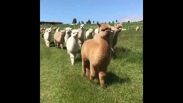 fluffy animal in beautiful valley