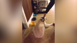 LOL, what a Stubborn Dog!