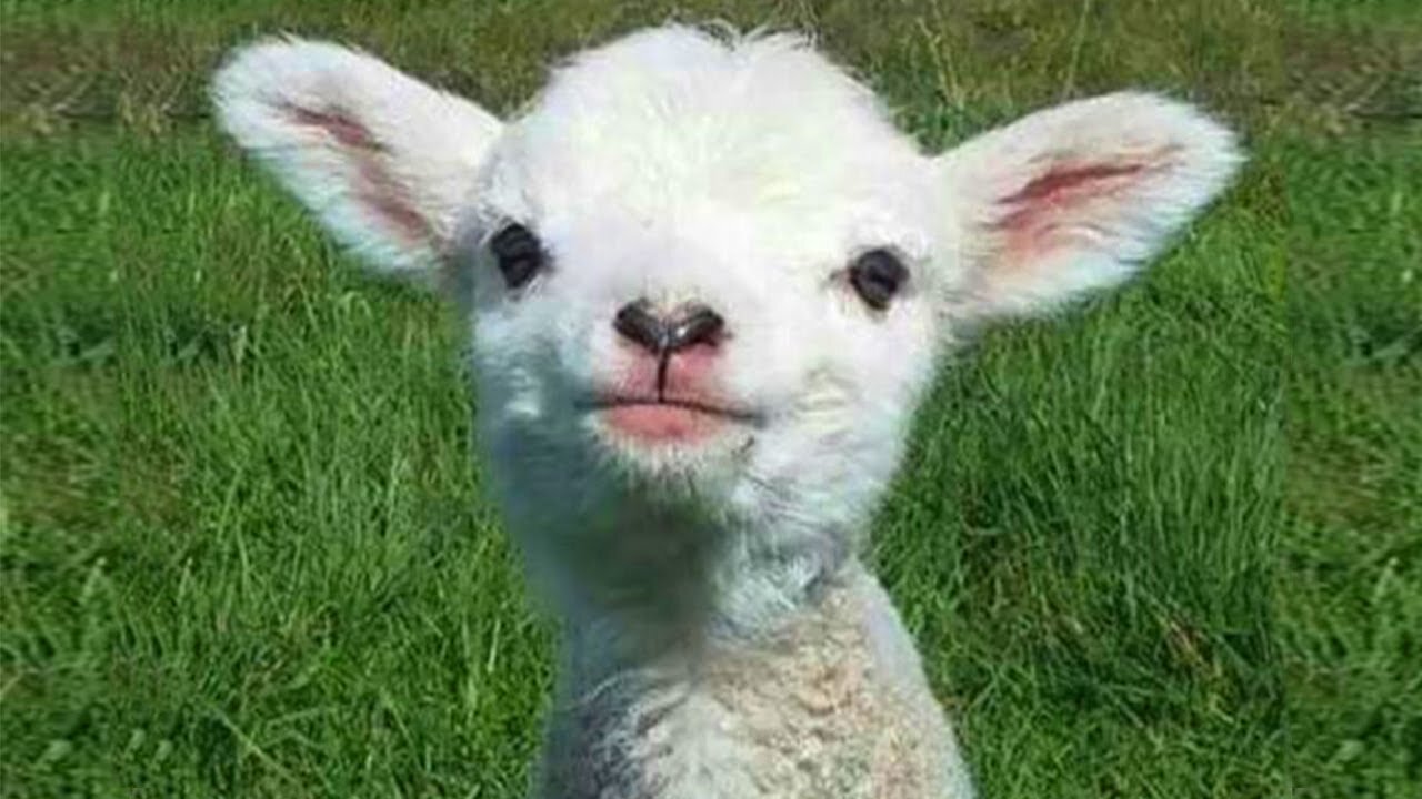 Best funny Animals video of the 2021