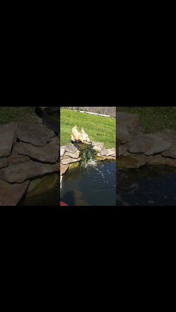 Cute Chickens #homesteading