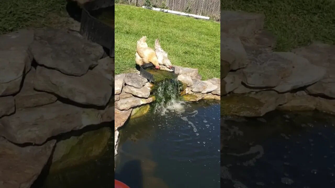 Cute Chickens #homesteading