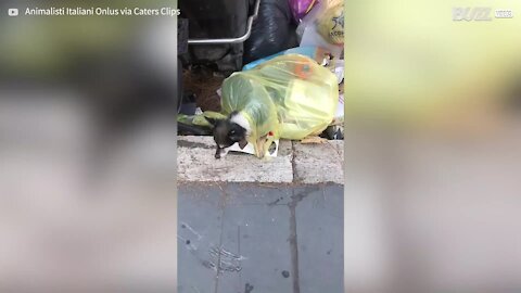 Un chien trouvé abandonné dans les poubelles