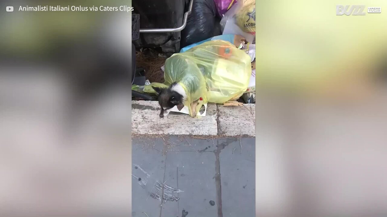Un chien trouvé abandonné dans les poubelles