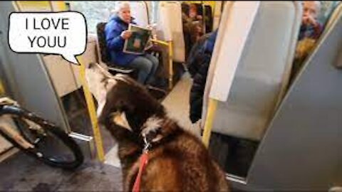 Dog Embarasses owner by talking to strangers