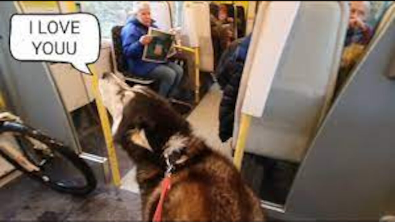 Dog Embarasses owner by talking to strangers