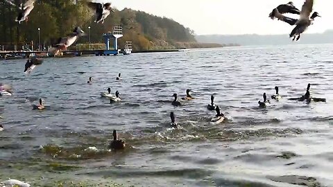 Ducks are so satisfying to watch - peace for mind.