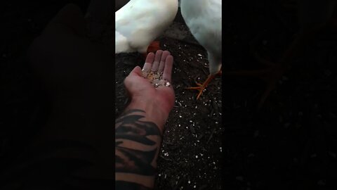 Ducks Feeding On Our One Acre Farm/Handfeeding Our Poultry Farm!