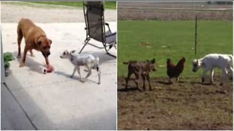 Miniature cows are the new trendy pets