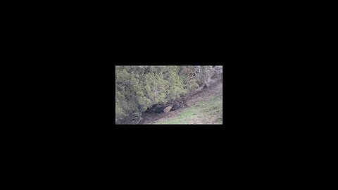 Wild boar hunting
