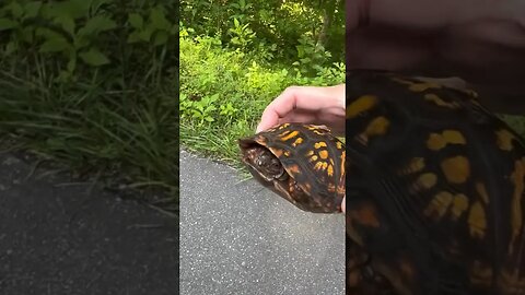 Rescuing stranded turtle on country Road w/ @FaithFoods #shorts #rescue #countryroads ￼