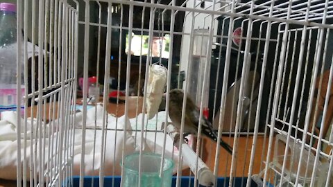 Chardonneret video
