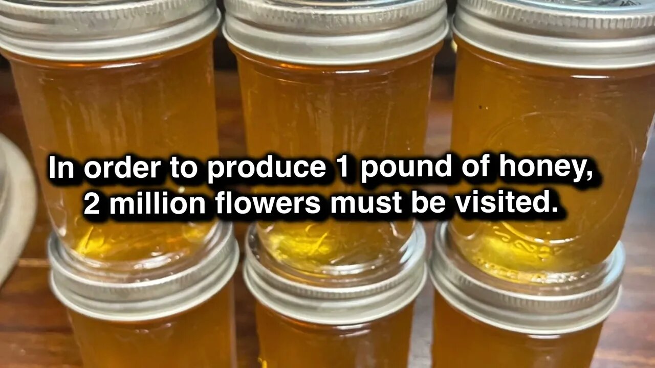 Honey From My Bee Hive...First Extraction.