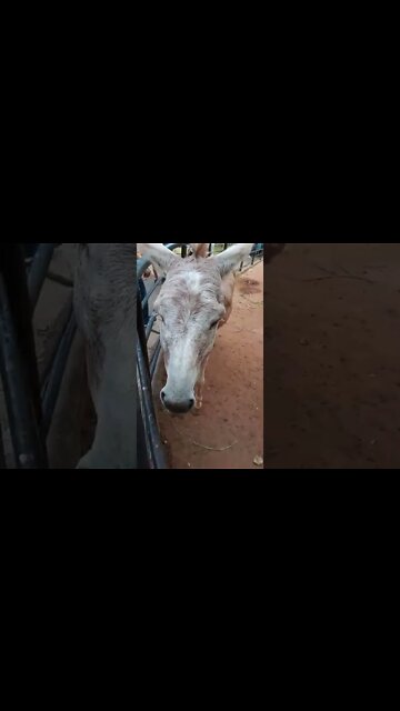 Close up with a donkey. 🥰