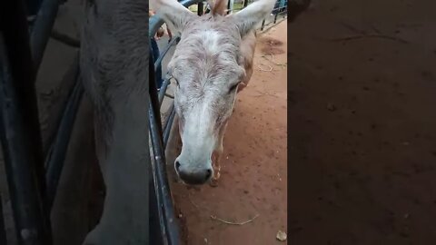 Close up with a donkey. 🥰