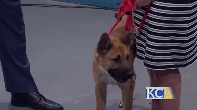 Coins for Paws is Wednesday night!