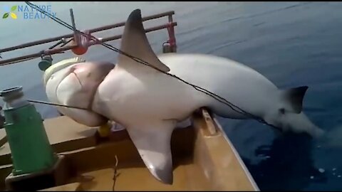 Top 5 big fish caught in the sea are recorded by camera.
