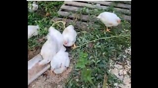 Free Ranging Meat Birds Progress 8/15/2022