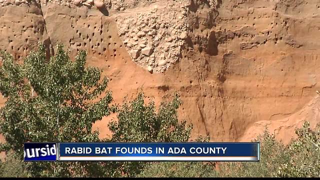 Health Department: Ada County bat tests positive for rabies