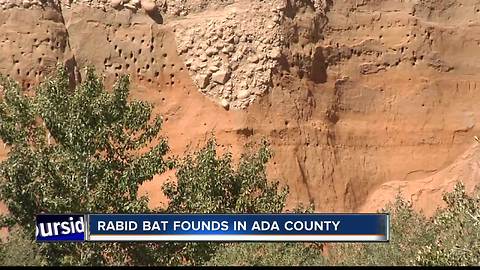 Health Department: Ada County bat tests positive for rabies