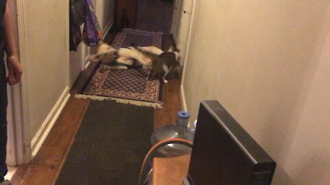 Hank&Leo playing(My cat & dog playing