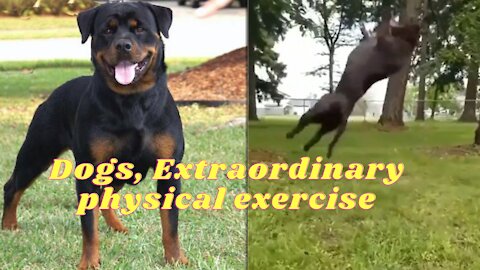 Dogs, Extraordinary physical exercise #43