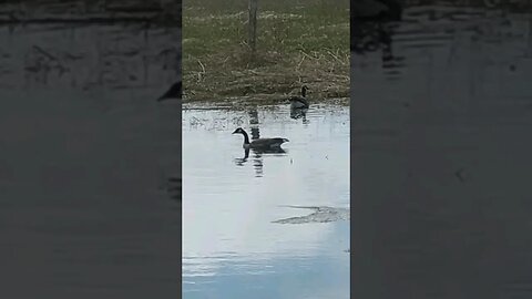 #canadageese #pondlife #ohhighbud