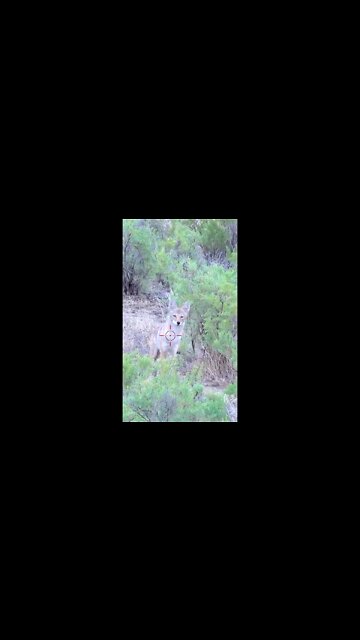 Hunting Coyotes #shorts #dogs #animals #hunter #039