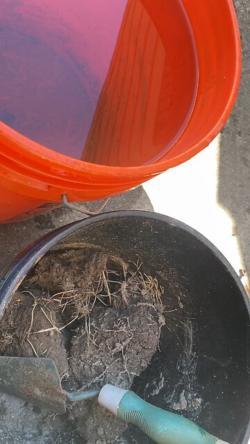 🌲100-1000 years 🌲 pening