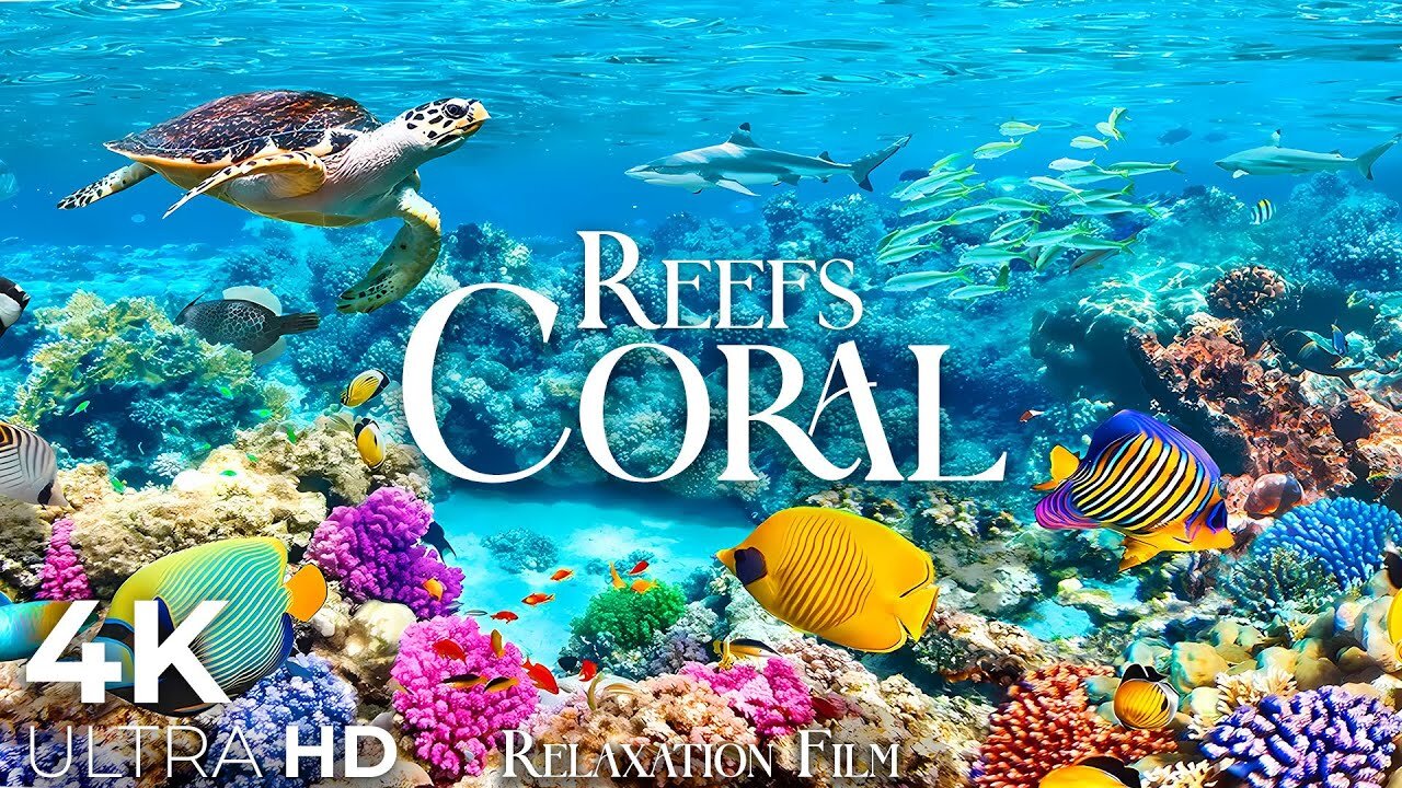 4K - Aquarium Vibrant colors and Marine life - Beautiful Piano Music