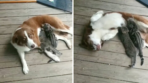 Dog adopted two cute kittens