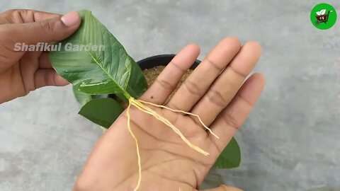 How to grow guava trees from guava leaves