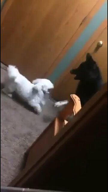 I can't even go to the bathroom without dogs fighting! Lol