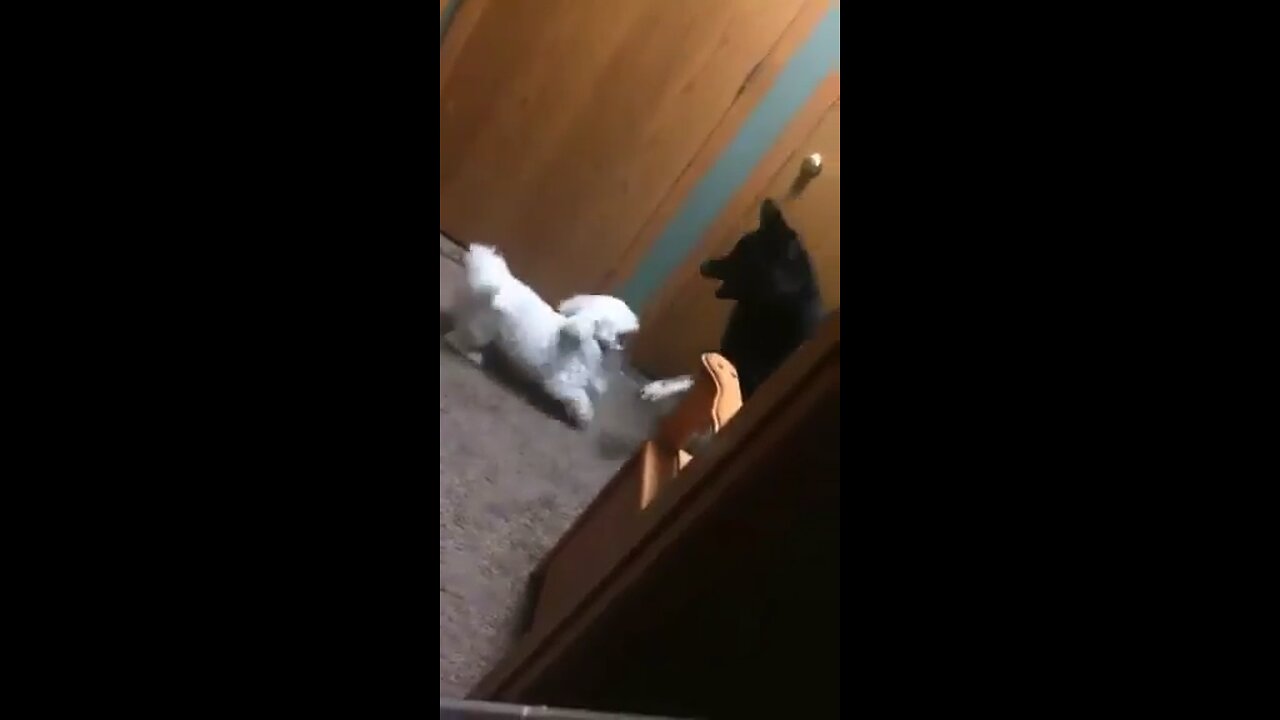 I can't even go to the bathroom without dogs fighting! Lol