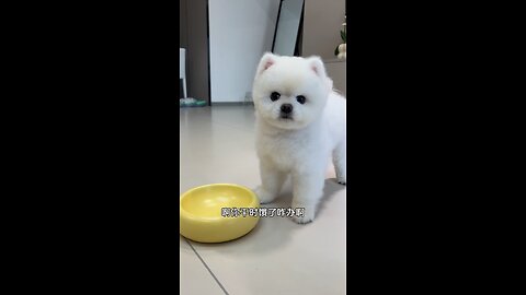 Cute Dog