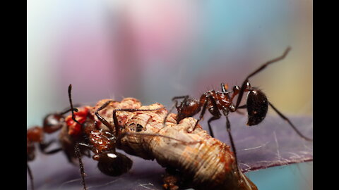 What are we having for dinner