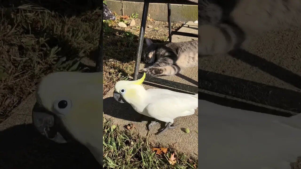 Best friends #cutepets #parrot #shorts #cockatoo #funnyanimals #cat