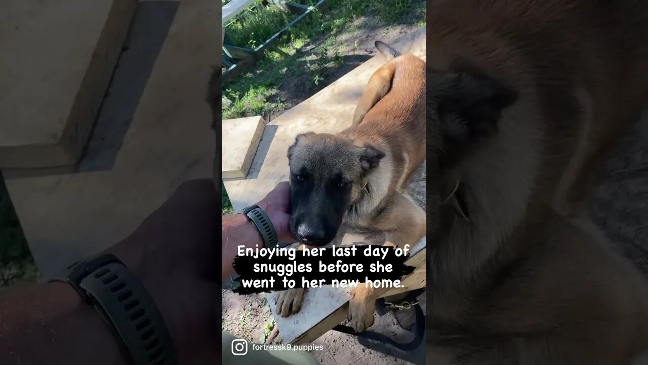 Love my dogs and love that they go to such great homes. #malinoislovers #puppies #puppylove
