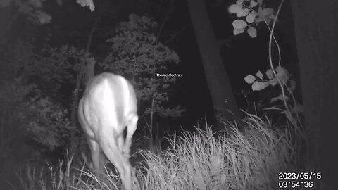 Jack's Trail Camera -- Episode 55
